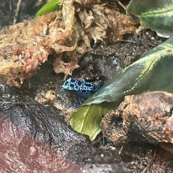 That Fish Place - That Pet Place - Dart Frog - Local Fish Stores Near Me - Lancaster, Pennsylvania That Fish Place - That Pet Place - Dart Frog - Local Fish Stores Near Me - Lancaster, Pennsylvania