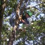 Photo of Condren Tree Service