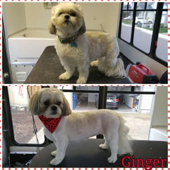 Dapper Dog - Pet Groomers Near Me - Independence , Oregon