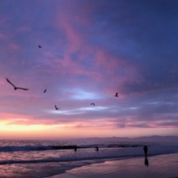 Manhattan Beach Pier - Birds flying - Local Flavor Near Me - Manhattan Beach, California