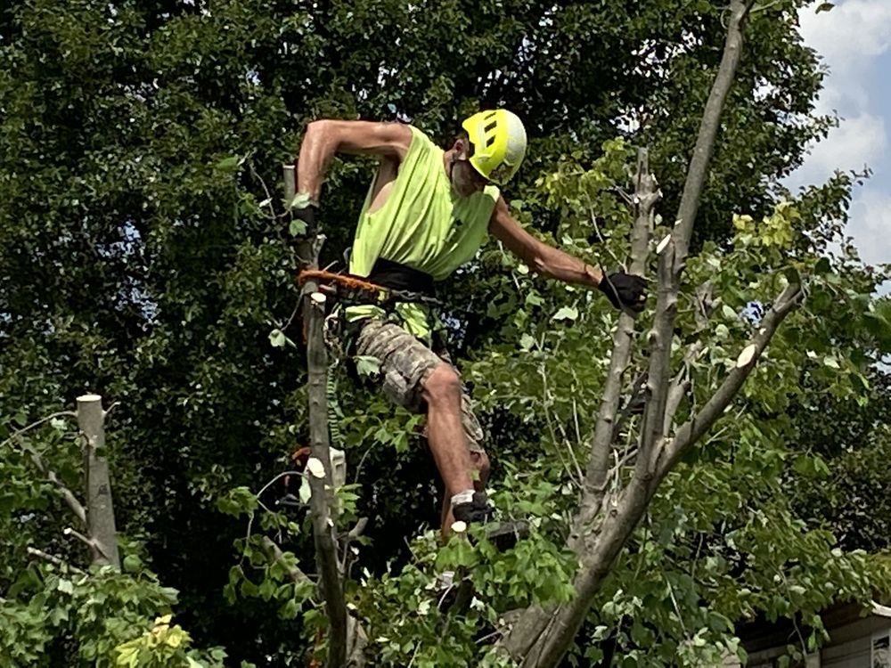 Broken Oak Tree Service - tree service in Fortville, IN