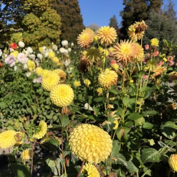 Point Defiance Park - More dahlias! - Parks Near Me - Tacoma, Washington Point Defiance Park - More dahlias! - Parks Near Me - Tacoma, Washington