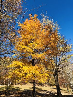 Amicalola Falls State Park by null