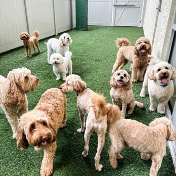 Dogtopia - Remi and all her doodle friends at dogtopia! - Pet Groomers Near Me - Winter Park, Florida