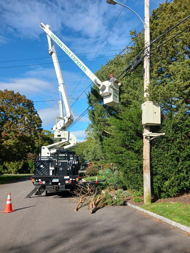 Eastern Tree Experts - tree service in Guilford, CT
