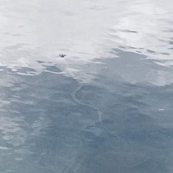 Big Lakes Recreational Area - Water snake - Campgrounds Near Me