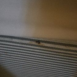 Lodi Valley Suites - Stains from bed bugs