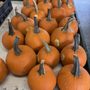 Pavlock Farms