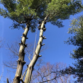 Rumble Bee Tree Service - Tree Services Near Me - Rochester, Illinois Rumble Bee Tree Service - Tree Services Near Me - Rochester, Illinois