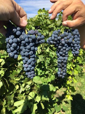 Le Chat Botté vignoble biologique et cidrerie / Le Chat Botte Organic Winery and Cidery by null