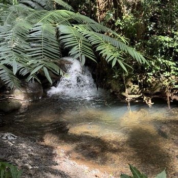 Mānoa Falls Trail - Hiking Near Me - Honolulu, Hawaii