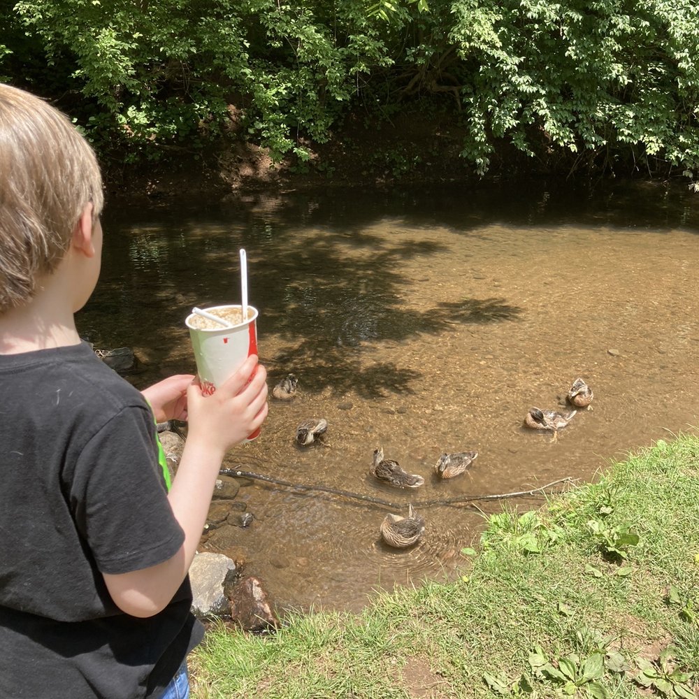 Boehringer's Drive-In - Lots of ducks for the kids to watch - Ice Cream & Frozen Yogurt Near Me - Adamstown, Pennsylvania Boehringer's Drive-In - Lots of ducks for the kids to watch - Ice Cream & Frozen Yogurt Near Me - Adamstown, Pennsylvania