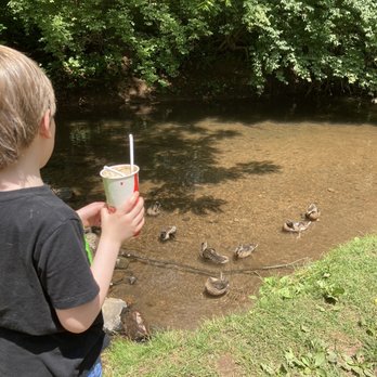Boehringer's Drive-In - Lots of ducks for the kids to watch - Ice Cream & Frozen Yogurt Near Me - Adamstown, Pennsylvania Boehringer's Drive-In - Lots of ducks for the kids to watch - Ice Cream & Frozen Yogurt Near Me - Adamstown, Pennsylvania