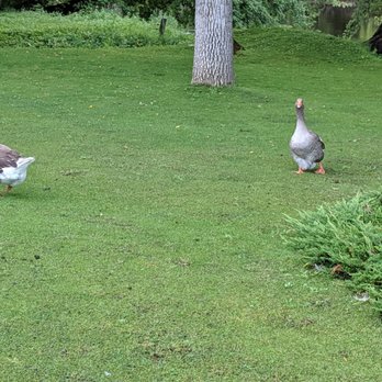 Anton's Restaurant - Anton's ducks. - Seafood Near Me - Waite Park, Minnesota