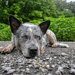 Smoky Mountain Pet Resort - My family farm.