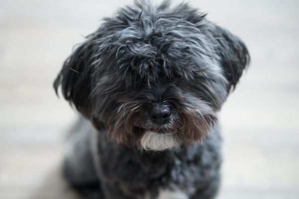 anns mobile grooming