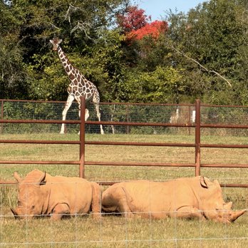 Georgia Safari Conservation Park - Zoos Near Me - Madison, Georgia