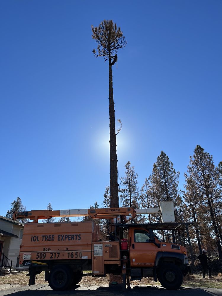 IOL Tree Experts - tree service in Spokane Valley, WA