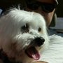 Photo of Bow Wow Pet Resort