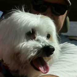 Bow Wow Pet Resort - Melissa is an excellent groomer.  She was able to get this blind and deaf dog to relax with rubbing calming herbs on his paws.