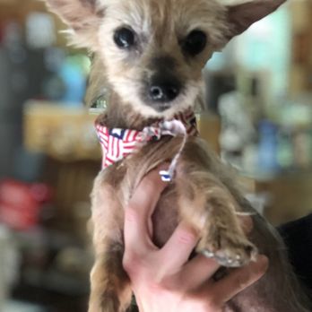NC Yorkie Rescue - Animal Shelters Near Me NC Yorkie Rescue - Animal Shelters Near Me