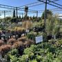 Bennett's Greenhouse