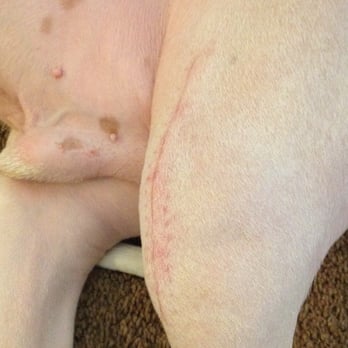 Spanaway Veterinary Clinic - Week 3 Post-Op ACL surgery. - Veterinarians Near Me - Spanaway, Washington