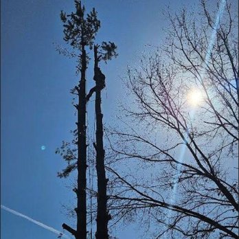 Apex Project Solutions - Tree Services Near Me Apex Project Solutions - Tree Services Near Me