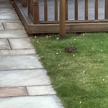 JG Pest Control - The rats have returned
photo 30/08/2024 - Pest Control Near Me - Uxbridge, BKM JG Pest Control - The rats have returned
photo 30/08/2024 - Pest Control Near Me - Uxbridge, BKM