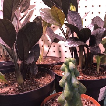 Rainbow - Raven ZZ came home with me but the booby cactus was a left behind - Nurseries & Gardening Near Me - Rosemead, California