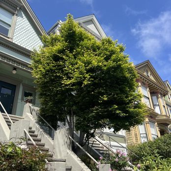 Dunne Right Tree Care - Japanese maple before - Tree Services Near Me