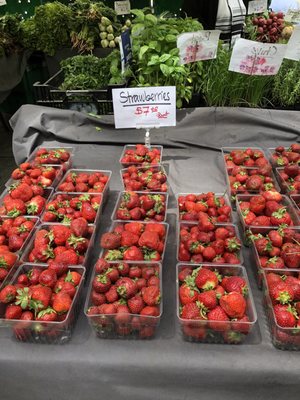 City Hall Park Greenmarket by null