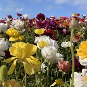 The Flower Fields - Venues & Event Spaces Near Me - Carlsbad, California The Flower Fields - Venues & Event Spaces Near Me - Carlsbad, California