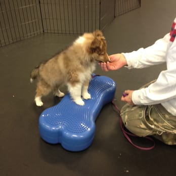 Canine Fine - Puppies learn body awareness and confidence. - Pet Training Near Me Canine Fine - Puppies learn body awareness and confidence. - Pet Training Near Me
