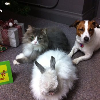 Doggy Styles Pet Services - Pet Groomers Near Me - Etobicoke, Ontario Doggy Styles Pet Services - Pet Groomers Near Me - Etobicoke, Ontario