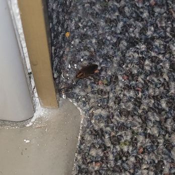 Laurel Inn & Conference Center - Joe the Cockroach. - Hotels Near Me - Salinas, California Laurel Inn & Conference Center - Joe the Cockroach. - Hotels Near Me - Salinas, California
