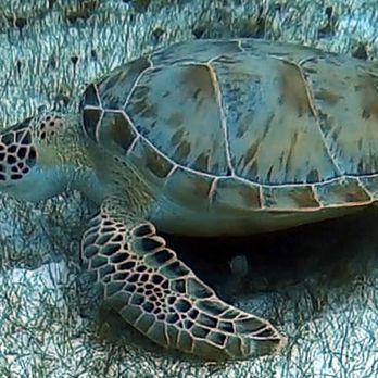 Scuba Cancun - Sea turtles - Scuba Diving Near Me - Cancún, ROO