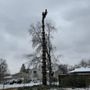 Photo of ArborTECH Tree Removal & Preservation