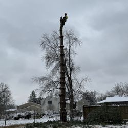 ArborTECH Tree Removal & Preservation - #treeservice #treework #arborist #treeremoval #emergencytreeremoval #treetrimming #louisville #louisvilletreeservice #arbortechky.com