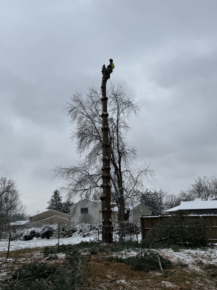 ArborTECH Tree Removal & Preservation - tree service in Louisville, KY
