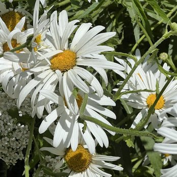 Tres Sabores Winery - Who doesn't love a Daisy - or a bed of them - on the grounds of a vineyard. - Wineries Near Me - Saint Helena, California Tres Sabores Winery - Who doesn't love a Daisy - or a bed of them - on the grounds of a vineyard. - Wineries Near Me - Saint Helena, California