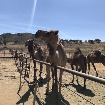 Oasis Camel Dairy - Attraction Farms Near Me - Ramona, California Oasis Camel Dairy - Attraction Farms Near Me - Ramona, California