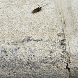 Bugs on pool deck