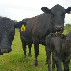 St Ann's Cattle Company - Black Angus Cows