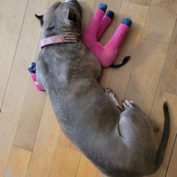 Nicole's Shaggy Chic Grooming Salon - My younger dog with her favorite toy. Isn't she gorgeous!