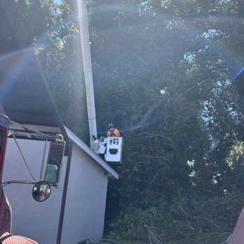 AAA Tree Service Inc - See all the tree cut - Tree Services Near Me