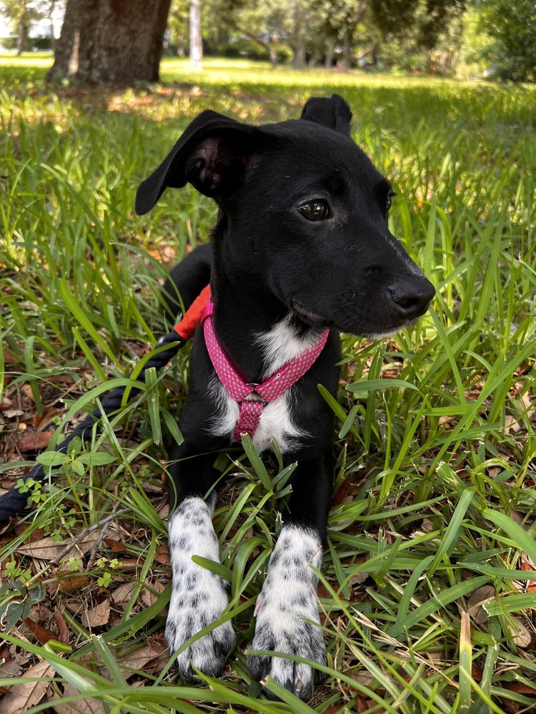 KIND KEEPER ANIMAL RESCUE 12 Photos & 15 Reviews 1500 Ld Dr, North