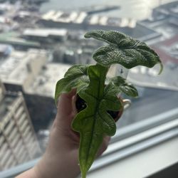 Young Flowers - Adorable small Alocasia sulawesi