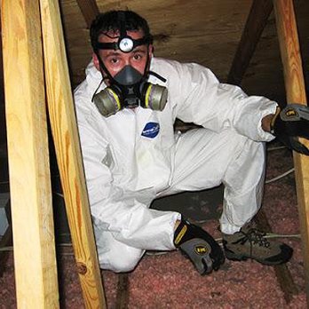 Rodent Professor - field technician inspecting the attic for any signs of rodent activity. - Pest Control Near Me Rodent Professor - field technician inspecting the attic for any signs of rodent activity. - Pest Control Near Me