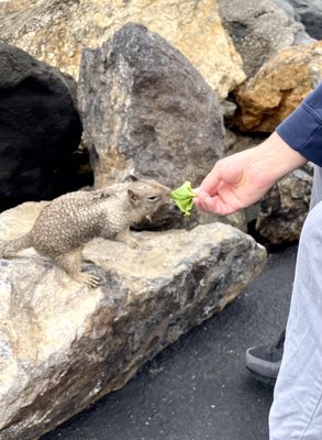 Colombo's Deli by null